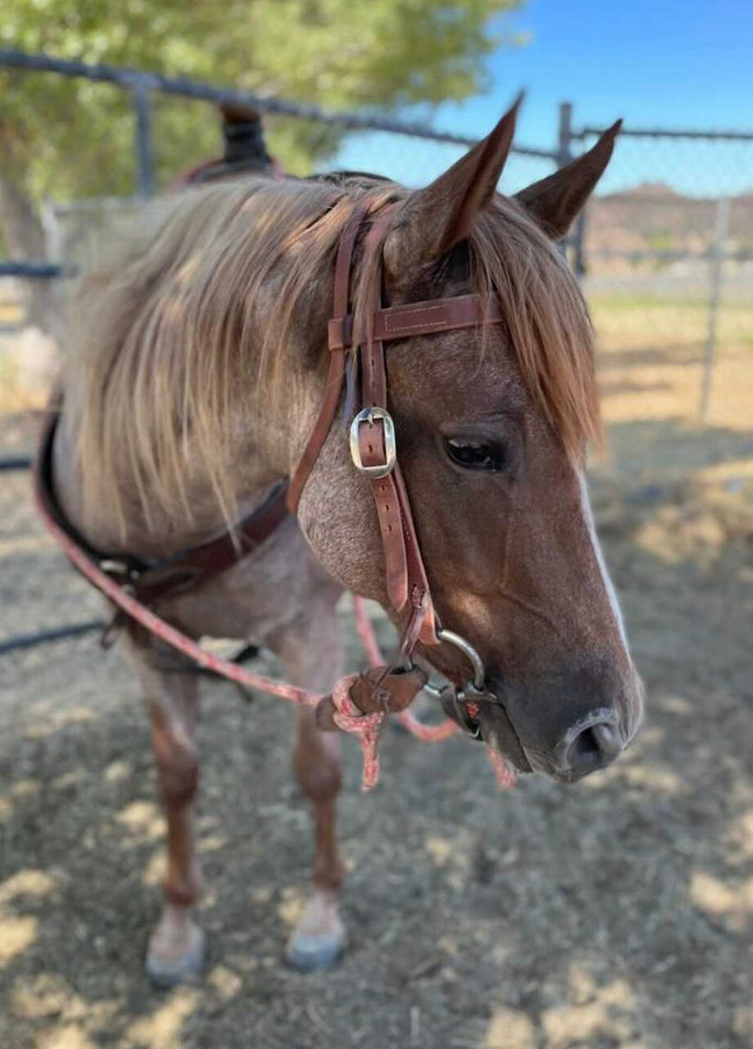 Headstalls Barton Saddlery